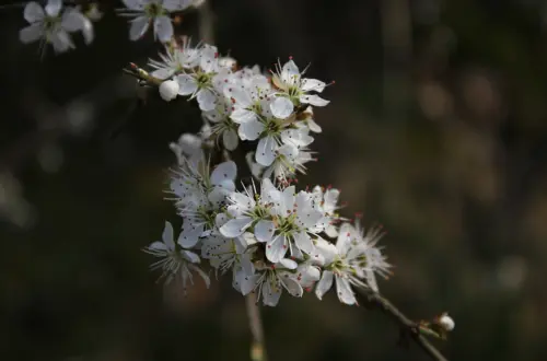Der Schwarzdorn: Magisches Brauchtum & Hexenbann