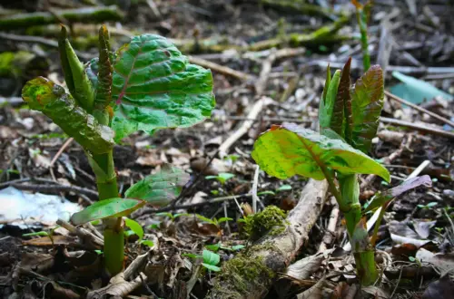 Staudenknöterich-Marmelade: Den Wilden Rhabarber genießen