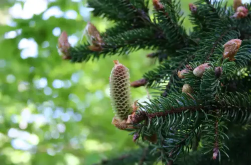 Rezept: Tannensalbe nach Hildegard von Bingen