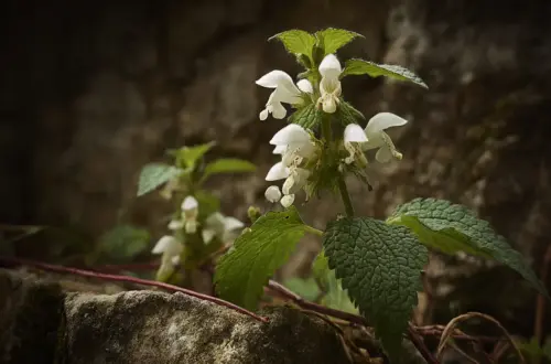Taubnessel räuchern: Energetische Hausreinigung & Schutz