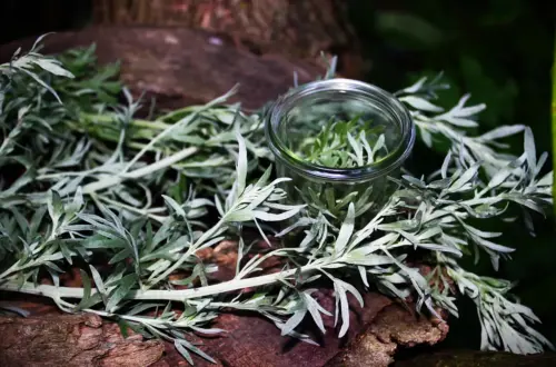 Wermut räuchern: Schutz vor dem Bösen Blick & Melancholie