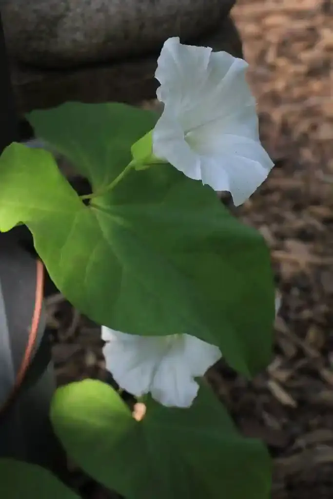 Blattform der Zaunwinde